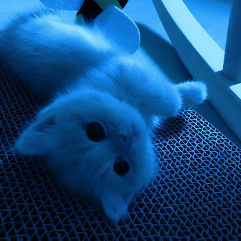 2003 - Meowscape ft Lxnya & & Uthewise скачать mp3