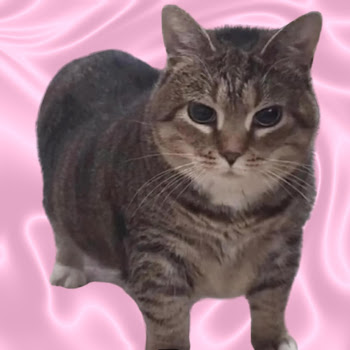 Noob Viral - Oiia Cat X Die With A Smile скачать mp3