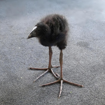 Producer Of Ohio - Tralalero Tralala скачать mp3