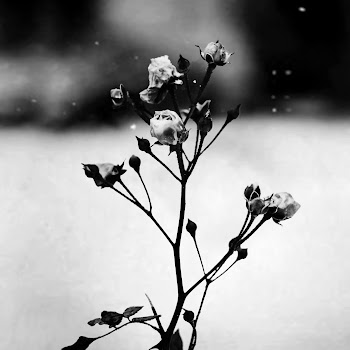 Toms Mucenieks - Spring Waltz (Mariage D'amour) скачать mp3