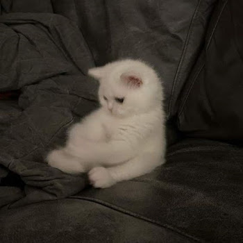 Trxndsetter - Montagem Fim Estrelar скачать mp3